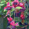 Fuchsia Fairy 
Pastel painting of a fairy hiding behind a fuchsia flower from "My Garden is Magic"